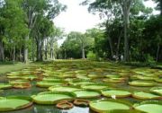 Excursion le jardin pamplemousse 