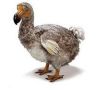 le dodo