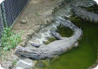 Park Crocodile