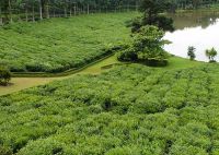 Plantation du the